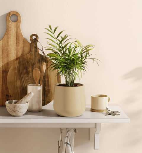 Bamboo Palm