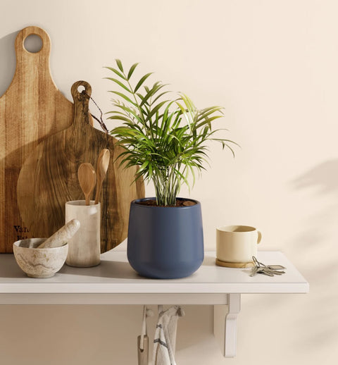 Bamboo Palm