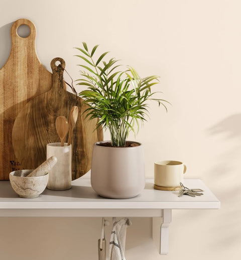 Bamboo Palm