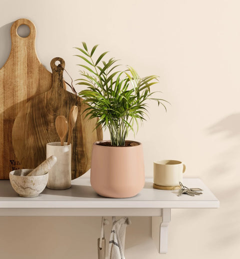 Bamboo Palm