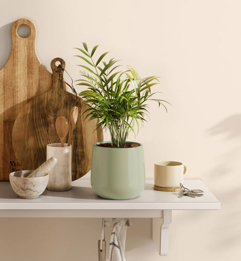 Bamboo Palm