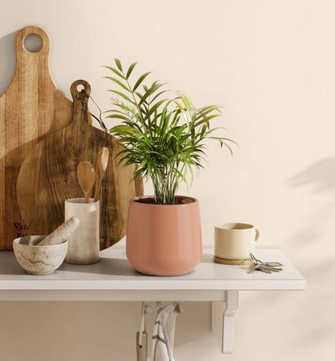 Bamboo Palm