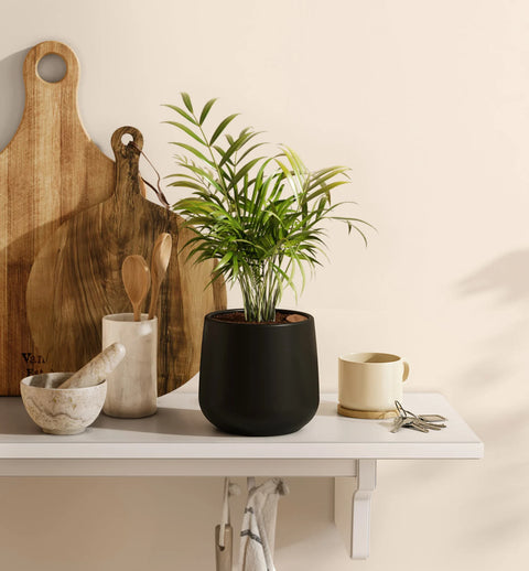 Bamboo Palm