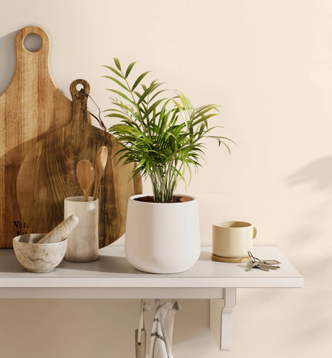 Bamboo Palm