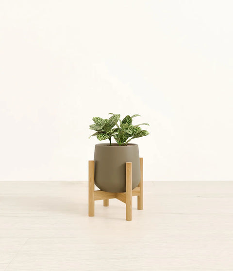 White Nerve Plant