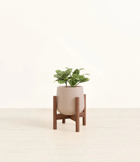 White Nerve Plant