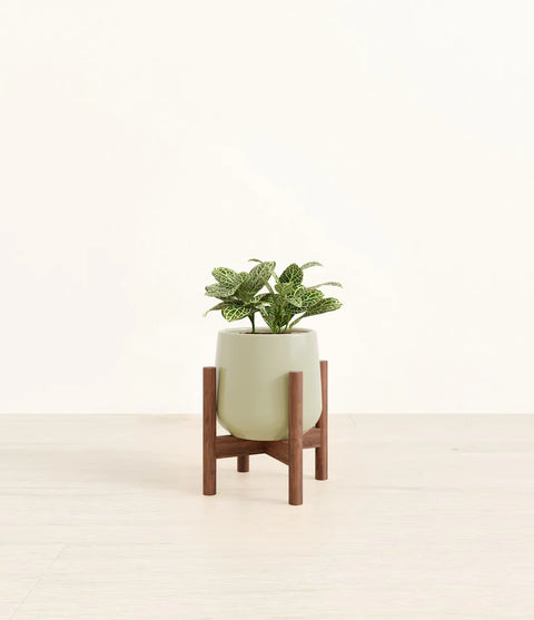 White Nerve Plant