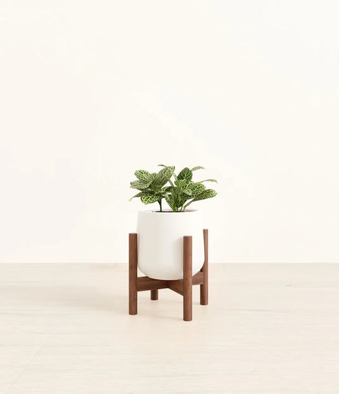 White Nerve Plant