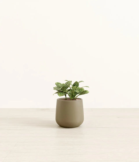 White Nerve Plant