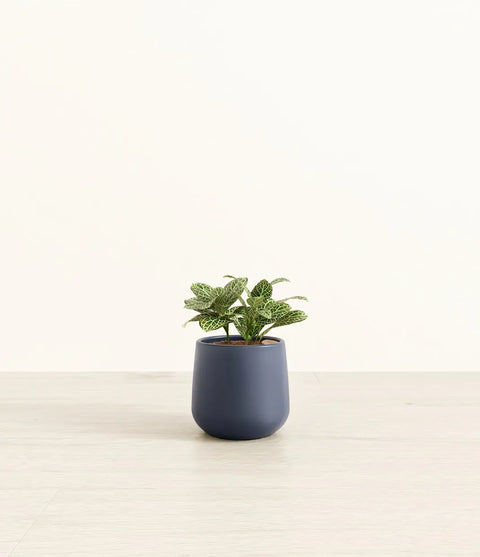 White Nerve Plant