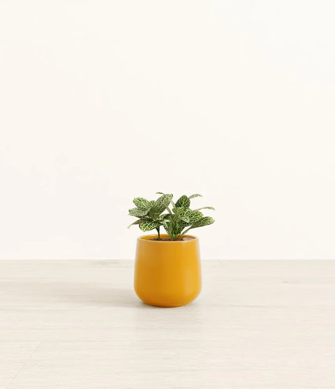 White Nerve Plant