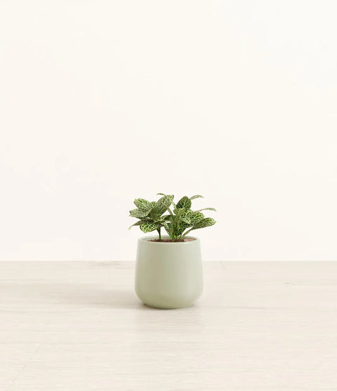 White Nerve Plant