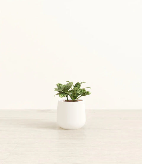White Nerve Plant