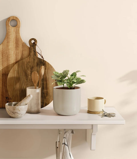 White Nerve Plant