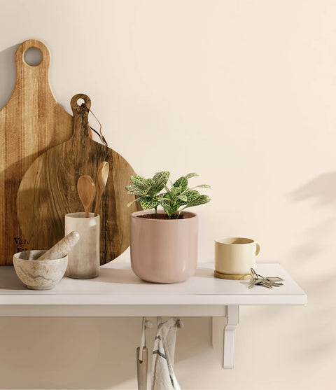 White Nerve Plant