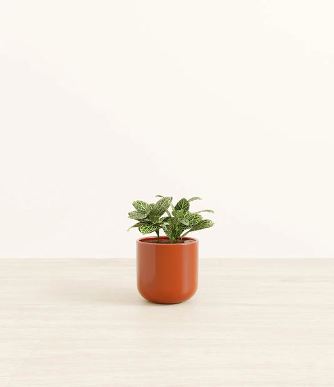 White Nerve Plant