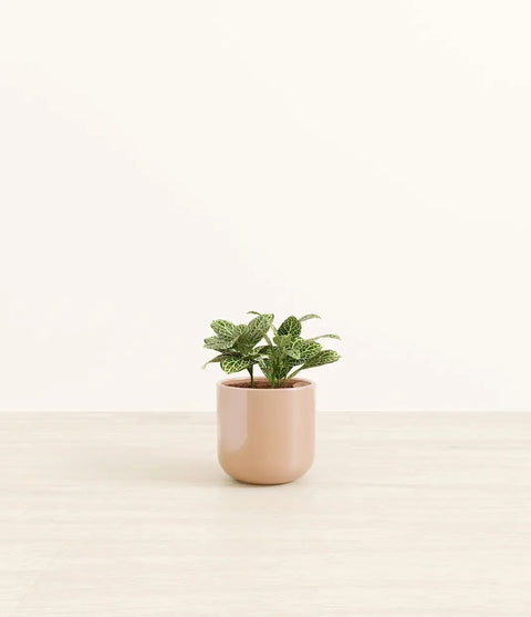 White Nerve Plant