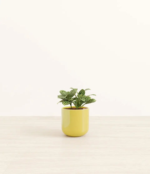White Nerve Plant