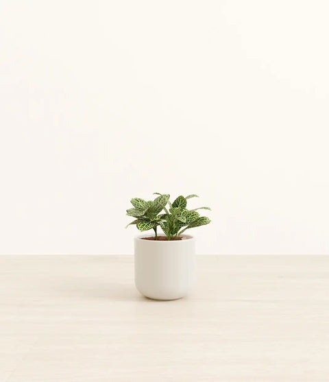 White Nerve Plant