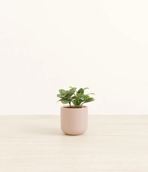 White Nerve Plant