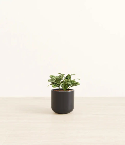 White Nerve Plant