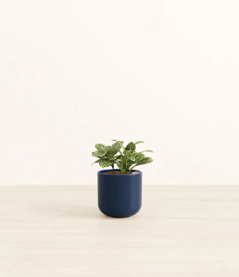White Nerve Plant