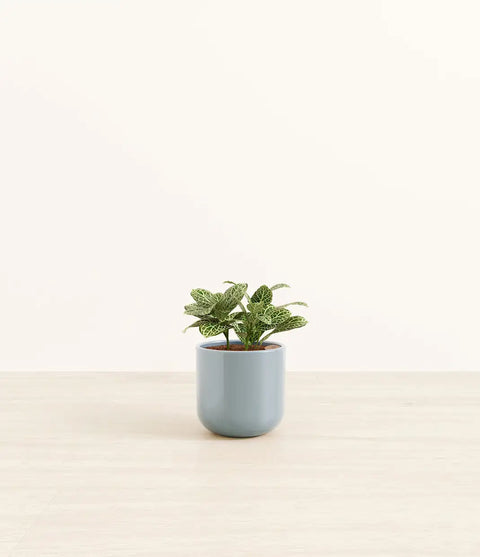 White Nerve Plant