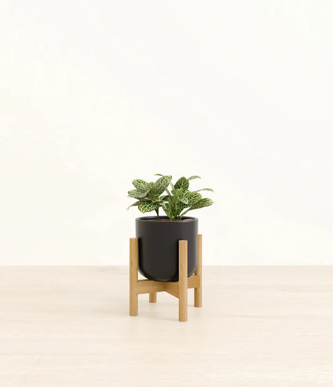 White Nerve Plant