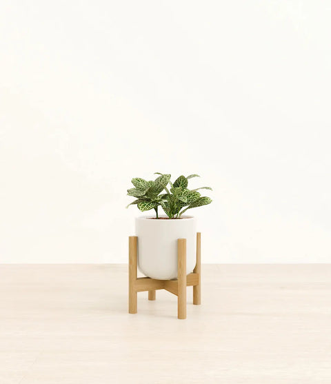 White Nerve Plant