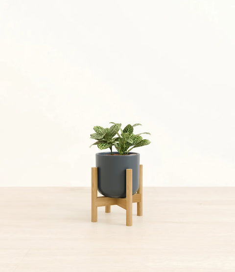 White Nerve Plant