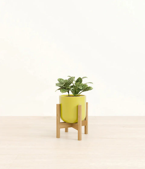 White Nerve Plant