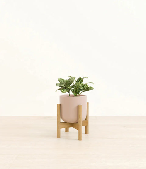 White Nerve Plant