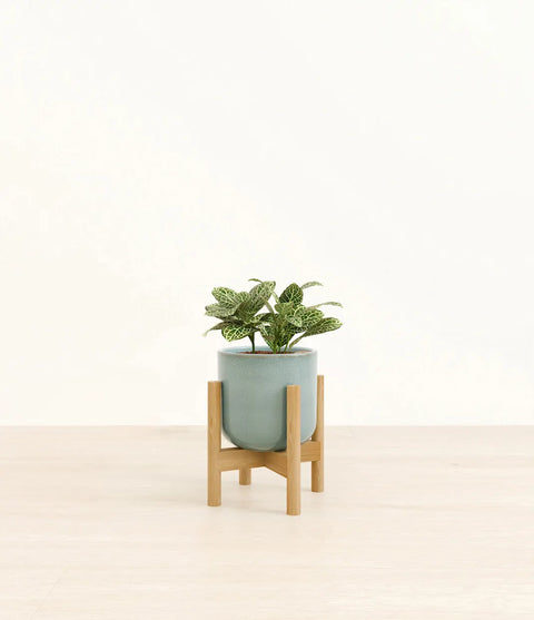 White Nerve Plant