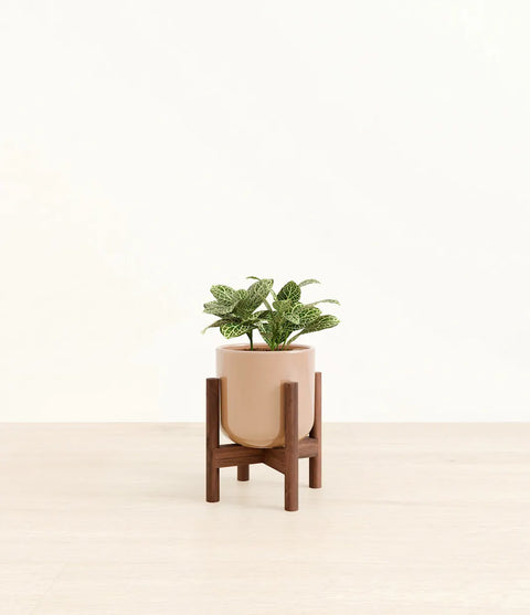White Nerve Plant