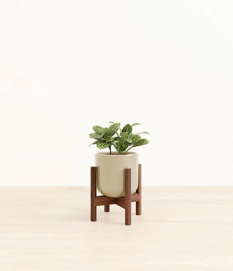 White Nerve Plant