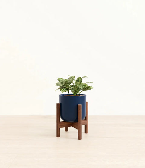 White Nerve Plant