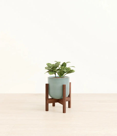 White Nerve Plant