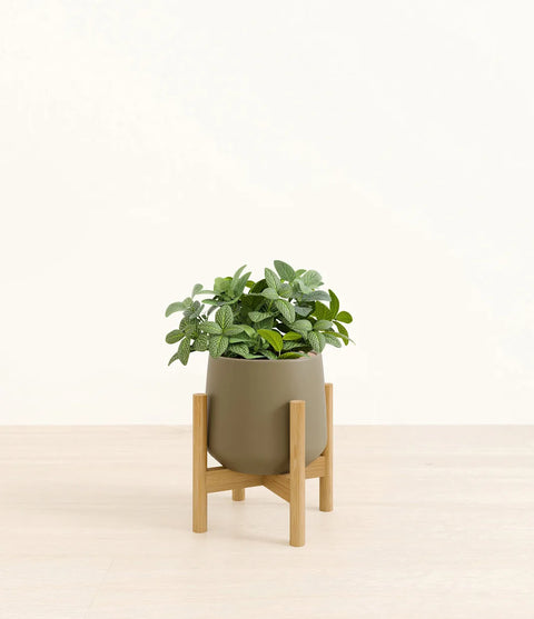 White Nerve Plant