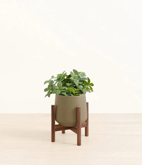 White Nerve Plant
