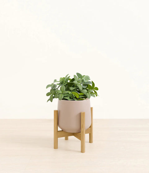 White Nerve Plant