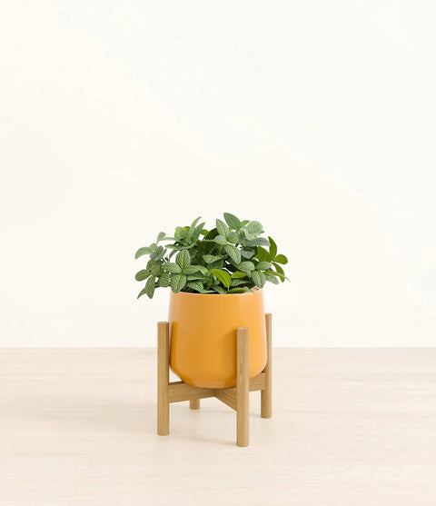 White Nerve Plant