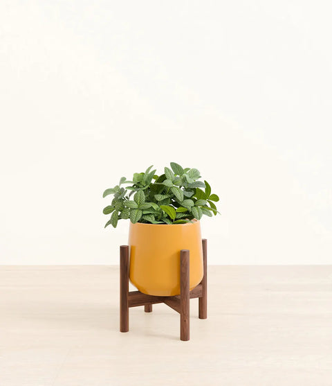 White Nerve Plant