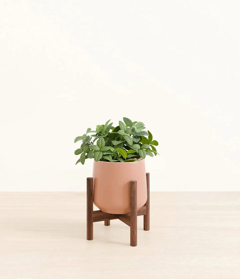 White Nerve Plant