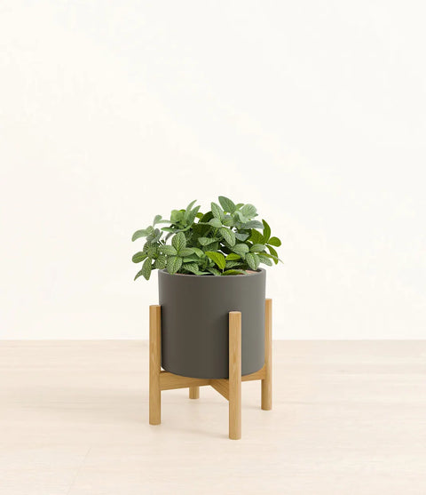 White Nerve Plant