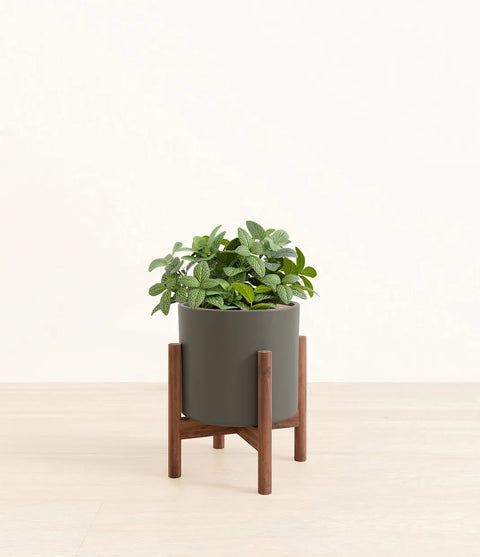 White Nerve Plant