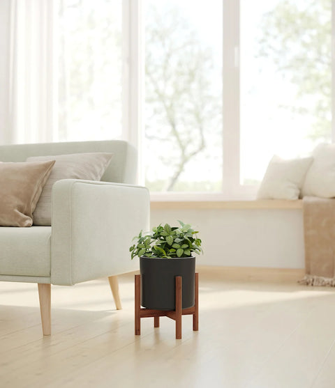 White Nerve Plant