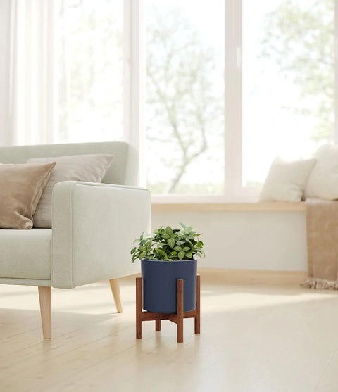 White Nerve Plant