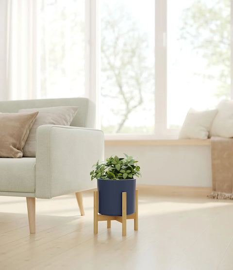 White Nerve Plant