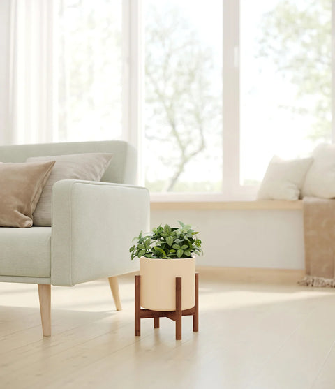White Nerve Plant