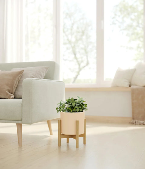 White Nerve Plant